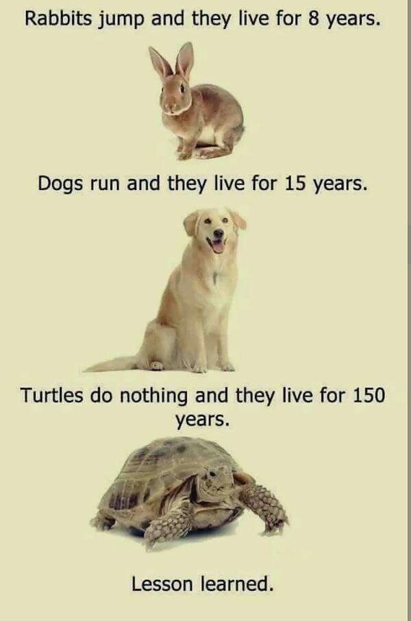 Attached picture Turtle Lesson.jpg